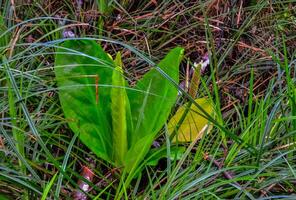 Western Skunk Cabbage Lysichiton americanus in a red alder grove, Olympic National Park, Washington, USA photo