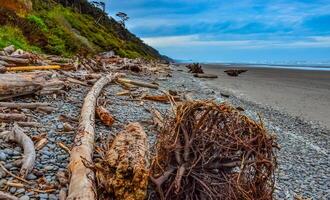 Trunks of fallen trees at low tide on the Pacific Ocean in Olympic, National Park, Washington photo