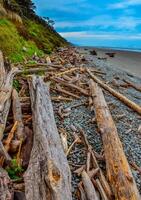 Trunks of fallen trees at low tide on the Pacific Ocean in Olympic, National Park, Washington photo