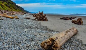 Trunks of fallen trees at low tide on the Pacific Ocean in Olympic, National Park, Washington photo