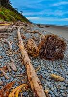 Trunks of fallen trees at low tide on the Pacific Ocean in Olympic, National Park, Washington photo