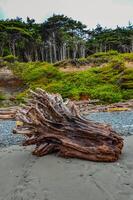 Trunks of fallen trees at low tide on the Pacific Ocean in Olympic, National Park, Washington photo