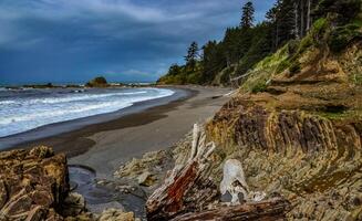 Trunks of fallen trees at low tide on the Pacific Ocean in Olympic, National Park, Washington photo