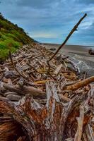 Trunks of fallen trees at low tide on the Pacific Ocean in Olympic, National Park, Washington photo