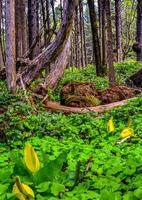 Western Skunk Cabbage Lysichiton americanus in a red alder grove, Olympic National Park, Washington photo