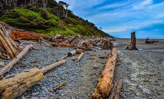Trunks of fallen trees at low tide on the Pacific Ocean in Olympic, National Park, Washington photo