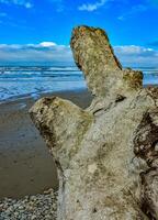 Trunks of fallen trees at low tide on the Pacific Ocean in Olympic, National Park, Washington photo