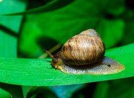Helix vulgaris - crawling land pulmonate molluscs in the garden photo