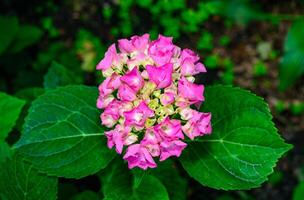 Hydrangea macrophylla - inflorescence with pink flowers and large green leaves photo