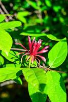 Calycanthus floridus - red flower on a background of green leaves photo