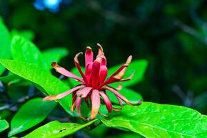 Calycanthus floridus - red flower on a background of green leaves photo