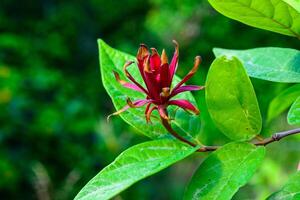 Calycanthus floridus - red flower on a background of green leaves photo