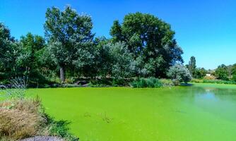 Aquatic plants floating on the surface of the water duckweed Lemna and Wolffia in a stagnant pond photo