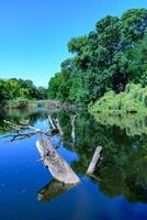 Reflection of trees in water growing in a small lake with dry trunks of dead trees floating in the water photo