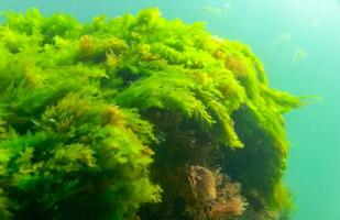 Green and red algae on underwater rocks Enteromorpha, Ulva, Ceramium, Polisiphonia photo