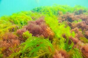 Green and red algae on underwater rocks Enteromorpha, Ulva, Ceramium, Polisiphonia photo