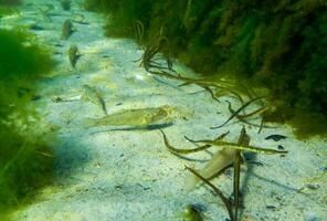 Black-striped pipefish Syngnathus abaster photo