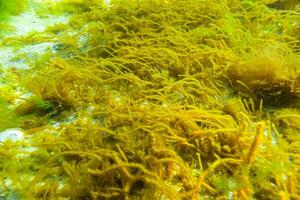 Green and red algae on underwater rocks Enteromorpha, Ulva, Ceramium, Polisiphonia photo
