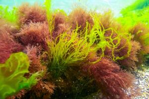 Green and red algae on underwater rocks Enteromorpha, Ulva, Ceramium, Polisiphonia photo