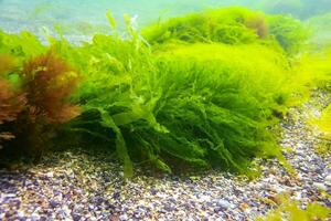Green and red algae on underwater rocks Enteromorpha, Ulva, Ceramium, Polisiphonia photo