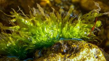 Green algae Enteromorpha sp. Ulva on a stone at low tide, Black Sea photo