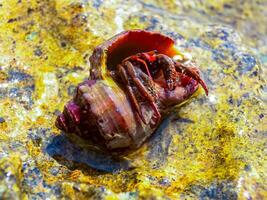 Hermit crab Clibanarius erythropus, crayfish protrudes from the shell of a mollusk rapana photo