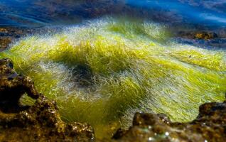 Green algae Enteromorpha sp. Ulva on a stone at low tide, Black Sea photo