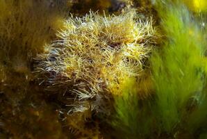 Calcareous algae Corallinaceae near the shore on a stone at low tide in the Black Sea photo