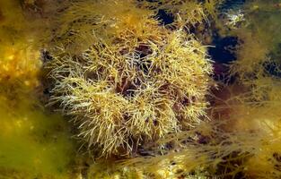 Calcareous algae Corallinaceae near the shore on a stone at low tide in the Black Sea photo