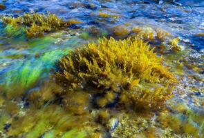 Laurencia papillosa, Rhodophyta, algae on stones at the water's edge during the surge, western Crimea photo