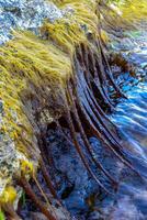 Red algae Chondria sp. hangs from a rock at low tide in the Black Sea photo