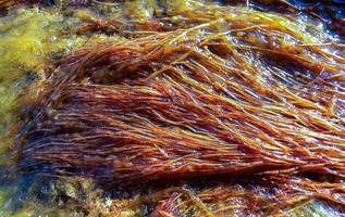 Red algae on stones near the shore in the western Crimea, Tarkhankut photo
