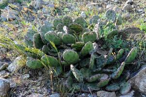 Kara-dag, prickly pear cacti on the slopes of the mountains photo