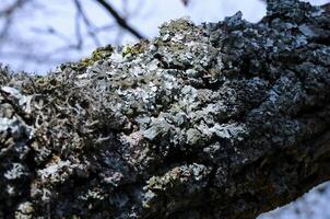 Lichens on tree branches in a valley near the ancient volcano Karadag photo