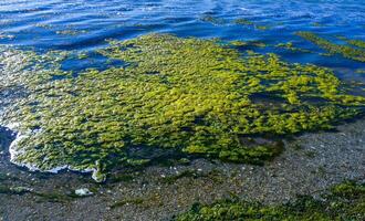 Clusters of green algae Ulva and Enteromorpha in a lake in the lower reaches of the Tiligul estuary, Ukraine photo
