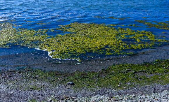 Clusters of green algae Ulva and Enteromorpha in a lake in the lower reaches of the Tiligul estuary, Ukraine photo