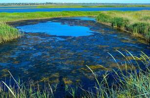 Clusters of green algae Ulva and Enteromorpha in a lake in the lower reaches of the Tiligul estuary, Ukraine photo