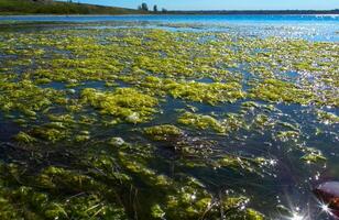 Clusters of green algae Ulva and Enteromorpha in a lake in the lower reaches of the Tiligul estuary, Ukraine photo