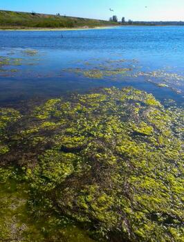 Clusters of green algae Ulva and Enteromorpha in a lake in the lower reaches of the Tiligul estuary, Ukraine photo