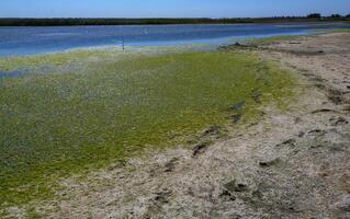 Clusters of green algae Ulva and Enteromorpha in a lake in the lower reaches of the Tiligul estuary, Ukraine photo