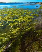 Clusters of green algae Ulva and Enteromorpha in a lake in the lower reaches of the Tiligul estuary, Ukraine photo