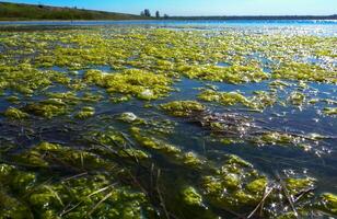 Clusters of green algae Ulva and Enteromorpha in a lake in the lower reaches of the Tiligul estuary, Ukraine photo
