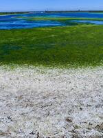 Clusters of green algae Ulva and Enteromorpha in a lake in the lower reaches of the Tiligul estuary, Ukraine photo