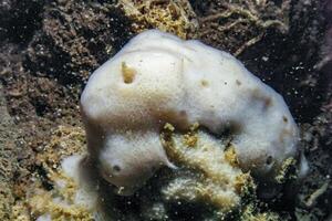 Geodia stellosa, white sea sponge in an underwater cave on an underwater rock in western Crimea, Tarkhankut photo
