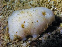 Geodia stellosa, white sea sponge in an underwater cave on an underwater rock in western Crimea, Tarkhankut photo