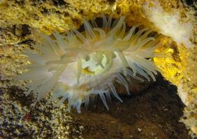 Beadlet anemone Actinia equina, sea anemone at night on the wall of an underwater cave, Black Sea, Crimea photo