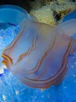 Predatory comb jelly Beroe ovata swim in the water column, Black Sea photo