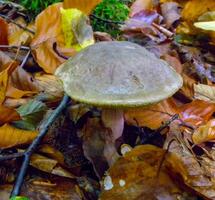Yellow-cracked bolete Xerocomus subtomentosus, Mushroom tubular with a light brown cap in the forest in Ivano-Frankivsk region photo