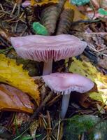 Mycena rosea, Agaric with a pink cap in the forest in Ivano-Frankivsk region photo