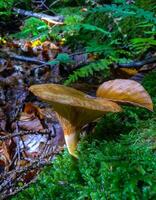 The brown roll-rim, common roll-rim Paxillus involutus photo